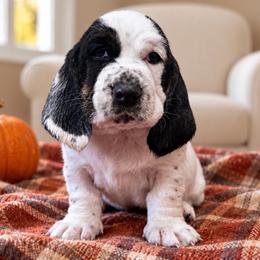 Gabby - Black brown and white female Basset Hound puppy in Pilot Mtn, North Carolina from Lowdown Love Basset Hounds