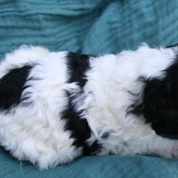 "Hickory at 3 weeks old" Poodle Puppies from Amazing Grace Standard Poodles