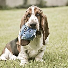 HanBone - Basset Hound