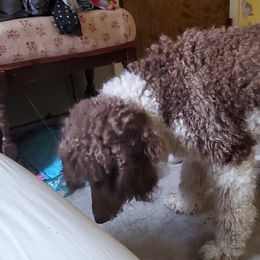 Poodle Puppies from Polly Wally Doodles and Poodles