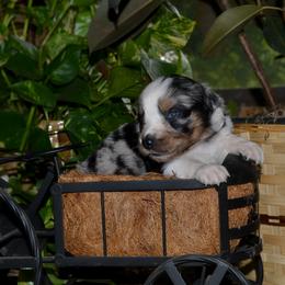 Gemma - Blue merle female Australian Shepherd puppy in Marshall, Texas from Flying S Aussies