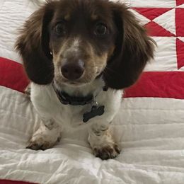 Dachshund Puppies from Windy Ridge Miniatures