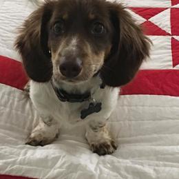 Dachshund Puppies from Windy Ridge Miniatures