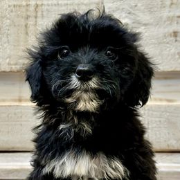 Bernedoodles, Goldendoodles, and Havapoos from Kruger Doodles