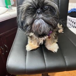 Amyethst - Shih Tzu