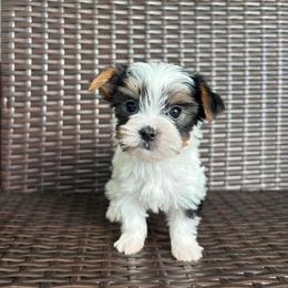 Candi - Parti female Yorkshire Terrier puppy in Florence, Alabama from Yorkies of Forest Creek