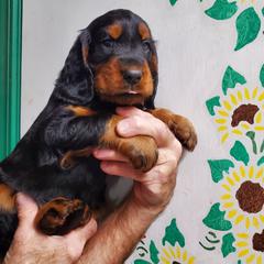 Girl 2 - Black and tan female Gordon Setter puppy in Milton, Florida from Katherine's Golden Retrievers, Gordon Setters, and English Setters