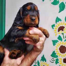Girl 2 - Black and tan female Gordon Setter puppy in Milton, Florida from Katherine's Golden Retrievers, Gordon Setters, and English Setters