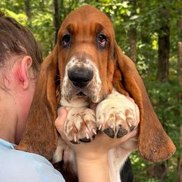 Yuki - Black brown and white female Basset Hound puppy in Red Bay, Alabama from Maple Street Bassets