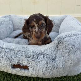 Maul - Bou - Dapple male Dachshund puppy in Temecula, California from Naomi Magee's Dachshund Kennel