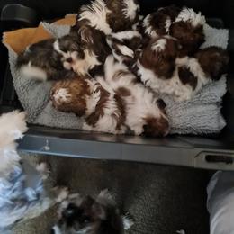 Boy 2 - Tricolor male Shih Tzu puppy in Bethlehem, Pennsylvania from Cinnamon's Shih Tzus