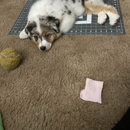 "Very helpful" Australian Shepherd Puppies from Mezzo Australian Shepherds