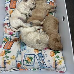 Assorted Doodle Crosses puppies from Sister Sister Cavapoos