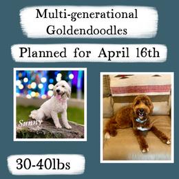 Goldendoodle puppies from Fisher River Doodle's