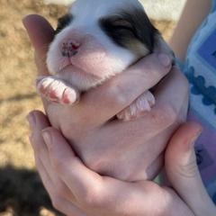 Cavachon, Cavalier King Charles Spaniel, and Cavapoo Puppies from LierChonPoo
