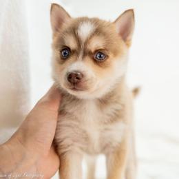 Peach Pie - Red and white male Pomsky puppy in Spring City, Pennsylvania from Pomsky Power Puppies