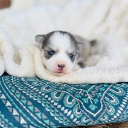 Aperol - Blue female Pomsky puppy in Yavapai County, Arizona from Pawsh Pomskies