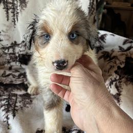 AURORA - Blue merle female Australian Shepherd puppy in Drumore, Pennsylvania from Susquehannock Aussies