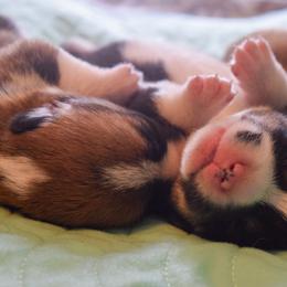 Pembroke Welsh Corgi Puppies from Annwyl McCorgis