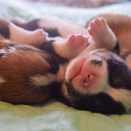 Pembroke Welsh Corgi Puppies from Annwyl McCorgis