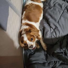 Savannah - Cavalier King Charles Spaniel