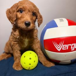 Jake - Cream male Goldendoodle puppy in Fruitland Park, Florida from Doodlepark
