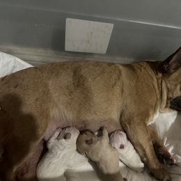 French Bulldog and Labrador Retriever Puppies from Desiree Ortiz's French Bull Dogs and Labrador Retrievers