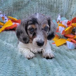 AKC Pepsi - Dapple male Dachshund puppy in Texarkana, Arkansas from Pasta Pups Miniature Dachshunds