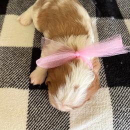 Cavalier King Charles Spaniel Puppies from Strawberry Hill Cavaliers
