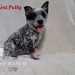 Peppermint Patty - Blue female Australian Cattle Dog puppy in Silsbee, Texas from Rockin ND Ranch