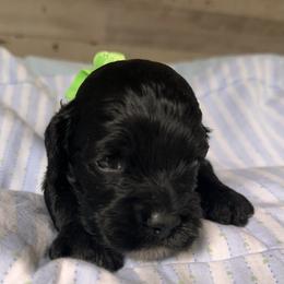 Boy 4 - male Cockapoo puppy in Richton, Mississippi from Magnolia Hill Doodles