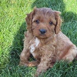 Cedar - Red male Cavapoo puppy in Malad City, Idaho from FreckledCowgirlPuppies
