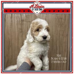 Mae - Parti female Goldendoodle puppy in North Conway, New Hampshire from Arbor Grace Doodles