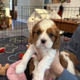 Girl 2 - Blenheim female Cavalier King Charles Spaniel puppy in Washington, North Carolina from Farmhouse Cavaliers NC