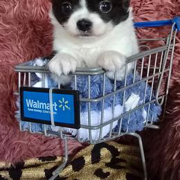 Tucker - Black and white male Chihuahua puppy in Amity, Pennsylvania from Baxters Chihuahuas