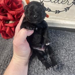 Orange - Black male Miniature Schnauzer puppy in Parker, Pennsylvania from TJ's Silver Paws Miniature Schnauzers