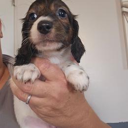 February - Red female Dachshund puppy in El Paso, Texas from Mells Weenies
