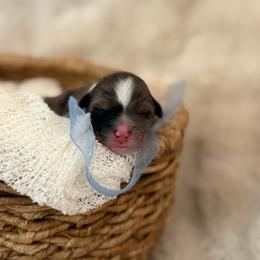 Gucci - Blue merle male Aussiedoodle puppy in Queen Creek, Arizona from Sunny Doodles