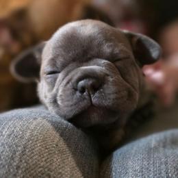 Tizzy - Blue female French Bulldog puppy in Hemlock, Michigan from A&D Frenchies