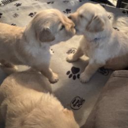 Golden Retriever Puppies from SpringWave Kennel