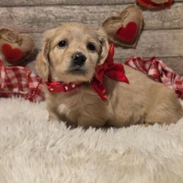 Female - Cream female Dachshund puppy in Romney, Indiana from Brown's Valley Dachshunds