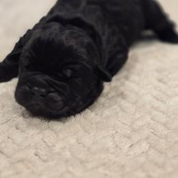 Blue - Black male Cane Corso puppy in Granbury, Texas from La Muerte Corso Kennel