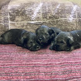 Boy 1 - Salt and pepper male Miniature Schnauzer puppy in Duncannon, Pennsylvania from Shazzam of Oz