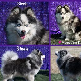 Steele - Pomsky