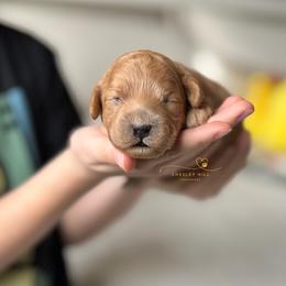 Cockapoo Puppies from Chesley Hill Cockapoos