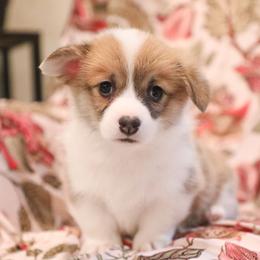 Rowen - Red female Pembroke Welsh Corgi puppy in Plains, Montana from Diamond Corgis