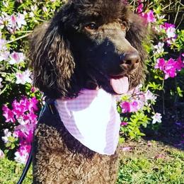 Dixie - Poodle