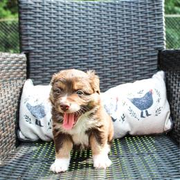 Betsy Ross - Red tri female Miniature Australian Shepherd puppy in Oakland, Maryland from Yarborough Kennels