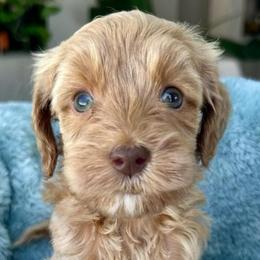 Aqua collar tiny apricot girl - Apricot female Goldendoodle puppy in Peoria, Arizona from Az Doodle Mom