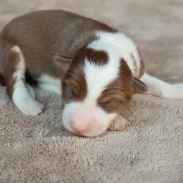 Red Tri Girl - Red female Border Collie puppy in Courtland, Alabama from C Bar C Ranch Border Collies